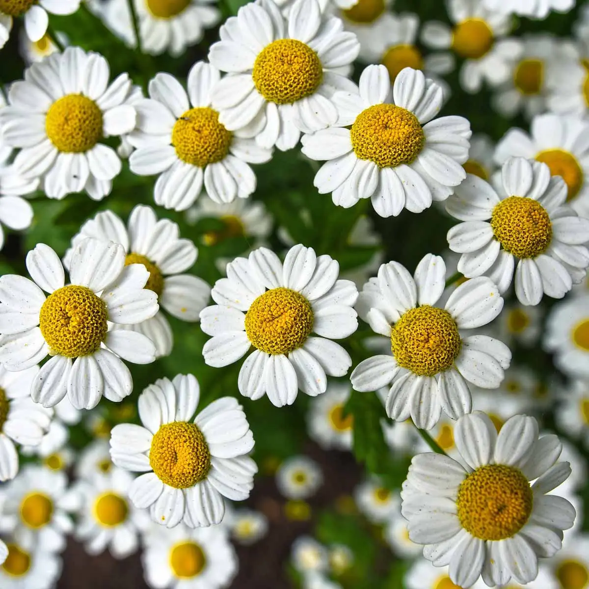 Camomilla in fiore: un tocco di dolcezza naturale - Come si fa la camomilla con i fiori freschi camomilla in fiore - Come si fa la camomilla con i fiori freschi