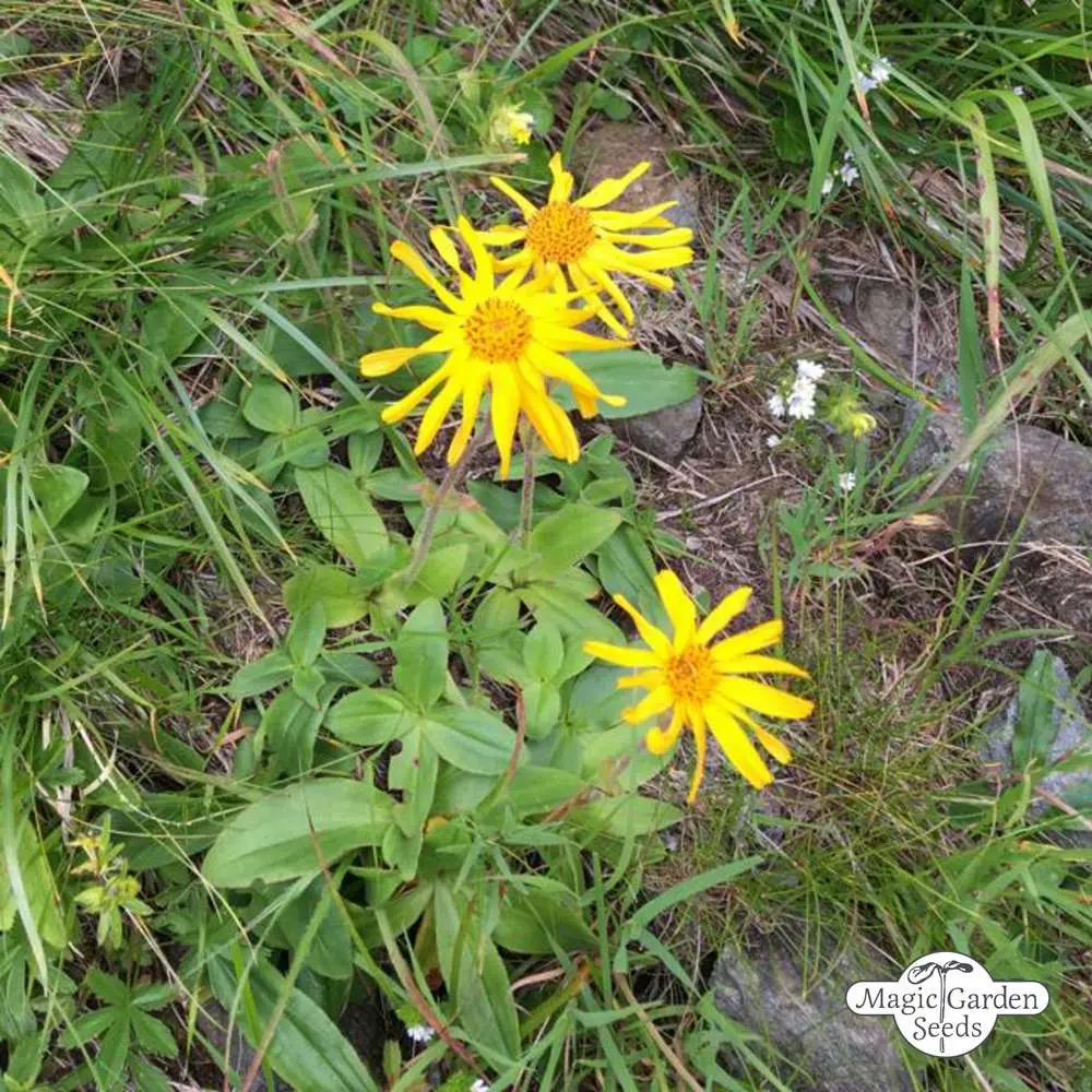 Fiori di Arnica: Una pianta officinale dalle proprietà benefiche - Come si fanno seccare i fiori di Arnica fiori di arnica - Come si fanno seccare i fiori di Arnica