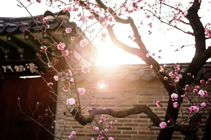 Fiore del giorno di nascita Corea: scopri il significato dei fiori per il tuo compleanno - Come si festeggia il compleanno in Corea fiore del giorno di nascita corea - Come si festeggia il compleanno in Corea
