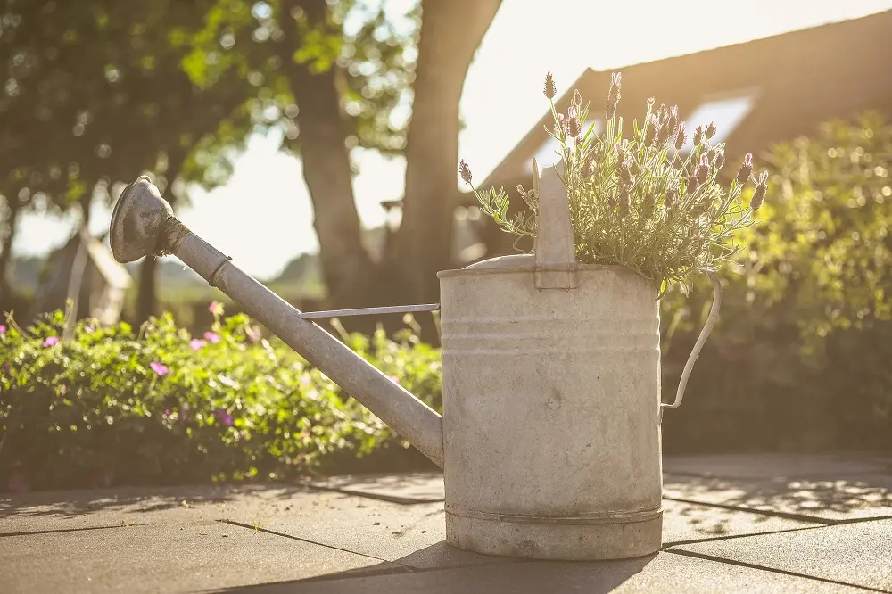 Innaffia i fiori: guida completa all'irrigazione delle piante d'appartamento - Come si innaffiano i fiori innaffia i fiori - Come si innaffiano i fiori