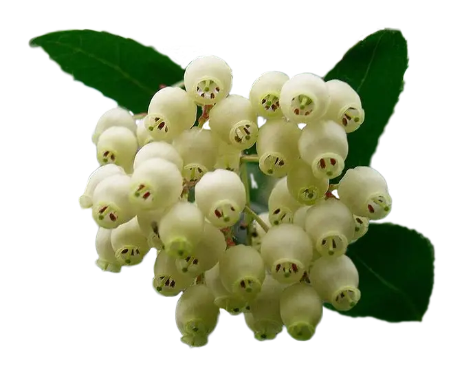 corbezzolo fiore - Come si mangia il frutto del corbezzolo