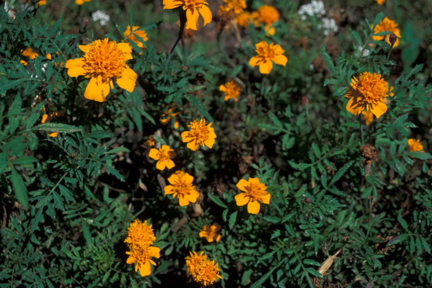 Fiori di Tagete: Un'aggiunta colorata al tuo giardino - Come si mangia il Tagete fiori di tagete - Come si mangia il Tagete