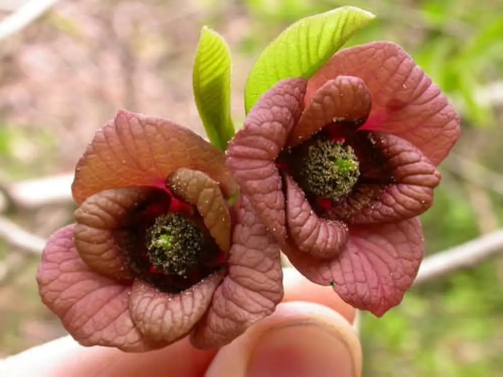 Asimina Triloba Fiore: un frutto esotico dal gusto unico - Come si mangia l asimina asimina triloba fiore - Come si mangia l asimina