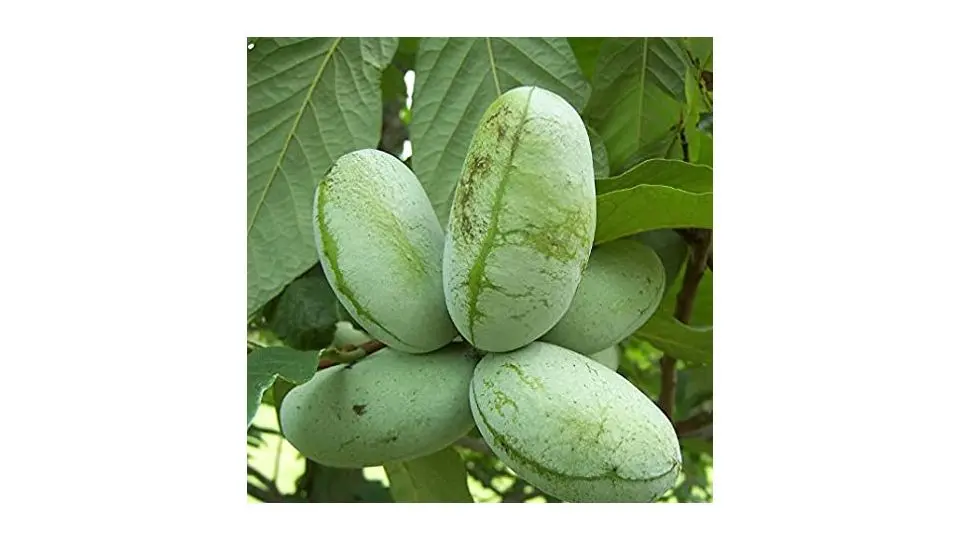 Il banano di montagna fiore: caratteristiche e coltivazione - Come si mangia la banana di montagna banano di montagna fiore - Come si mangia la banana di montagna