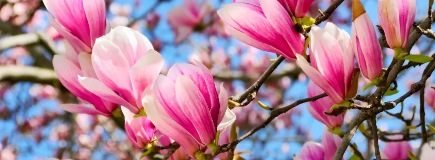 Fiori di Magnolia: Proprietà e Utilizzi - Come si mangiano i fiori di Magnolia fiori di magnolia - Come si mangiano i fiori di Magnolia