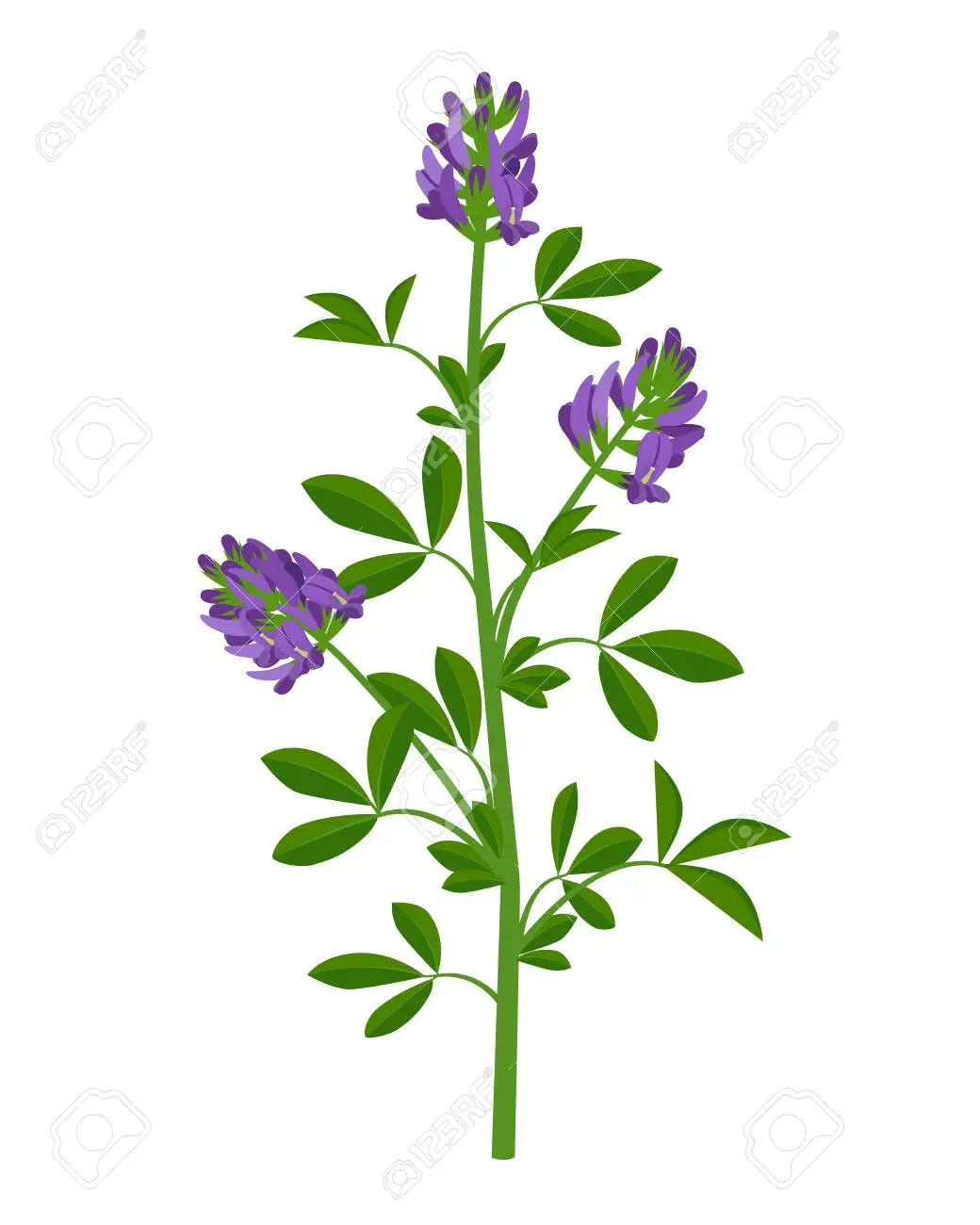 Erba Medica Fiore: La pianta dalle molteplici proprietà benefiche - Come si mangiano i germogli di erba medica erba medica fiore - Come si mangiano i germogli di erba medica