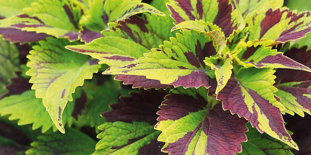 Coleus Fiori: Un'Esplosione di Colori per il Tuo Giardino - Come si moltiplica il Coleus coleus fiori - Come si moltiplica il Coleus