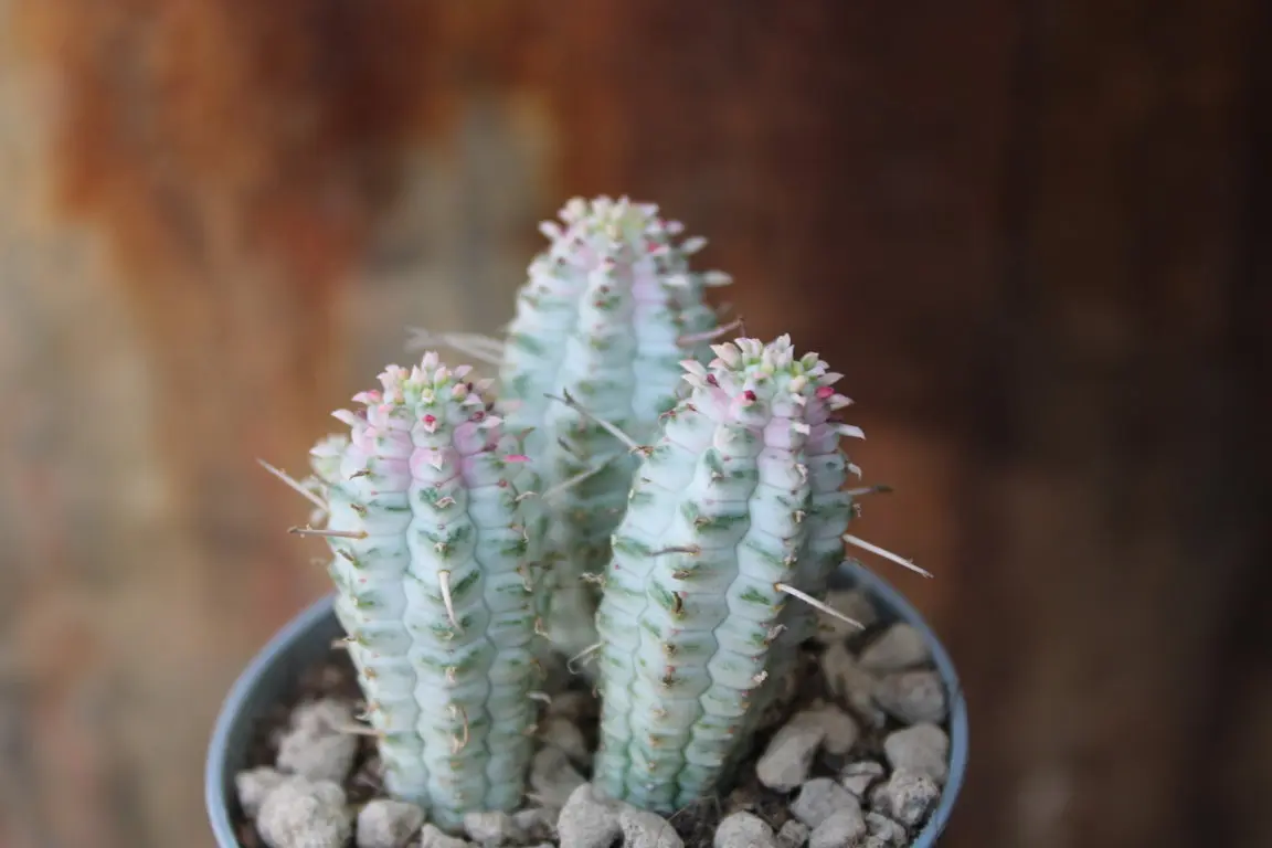 Euphorbia Trigona Fiori: Un'aggiunta spettacolare per il tuo giardino o casa - Come si moltiplica l Euphorbia euphorbia trigona fiori - Come si moltiplica l Euphorbia