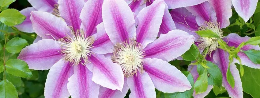 Clematide Fiori: Un tocco di bellezza per il tuo giardino - Come si moltiplica la clematide clematide fiori - Come si moltiplica la clematide