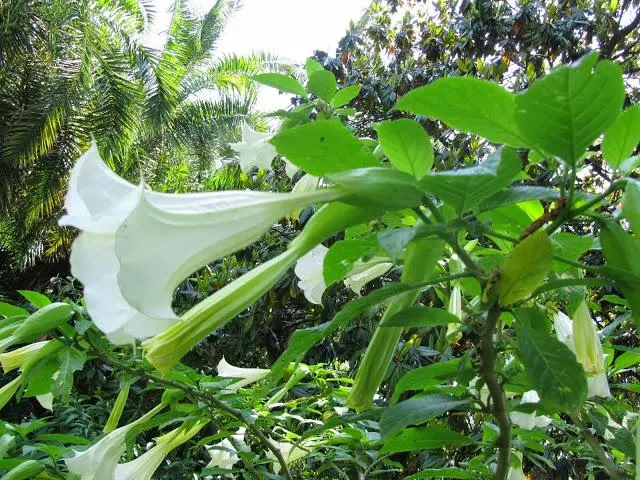 Pianta con Fiori a Campana Grandi: Una Guida Completa - Come si moltiplica la datura pianta con fiori a campana grandi - Come si moltiplica la datura