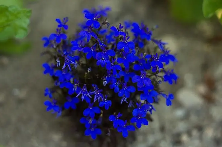 Fiore Lobelia: Un'aggiunta colorata al tuo giardino - Come si moltiplica la Lobelia fiori lobelia - Come si moltiplica la Lobelia
