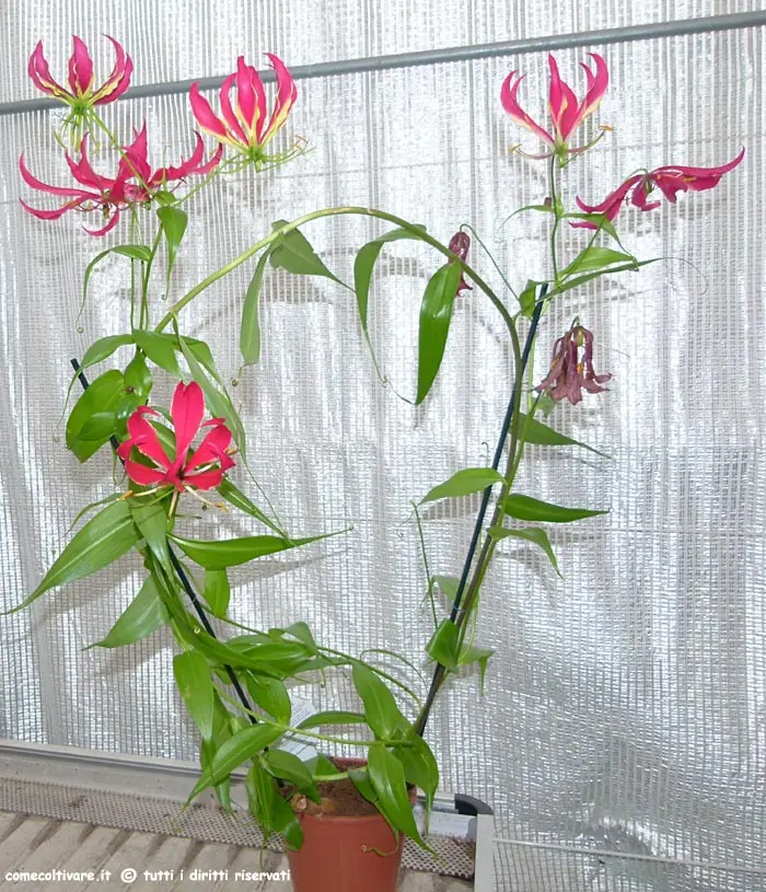 Coltivare la Fiore Gloriosa: Una Guida Completa - Come si piantano i bulbi della Gloriosa fiore gloriosa - Come si piantano i bulbi della Gloriosa