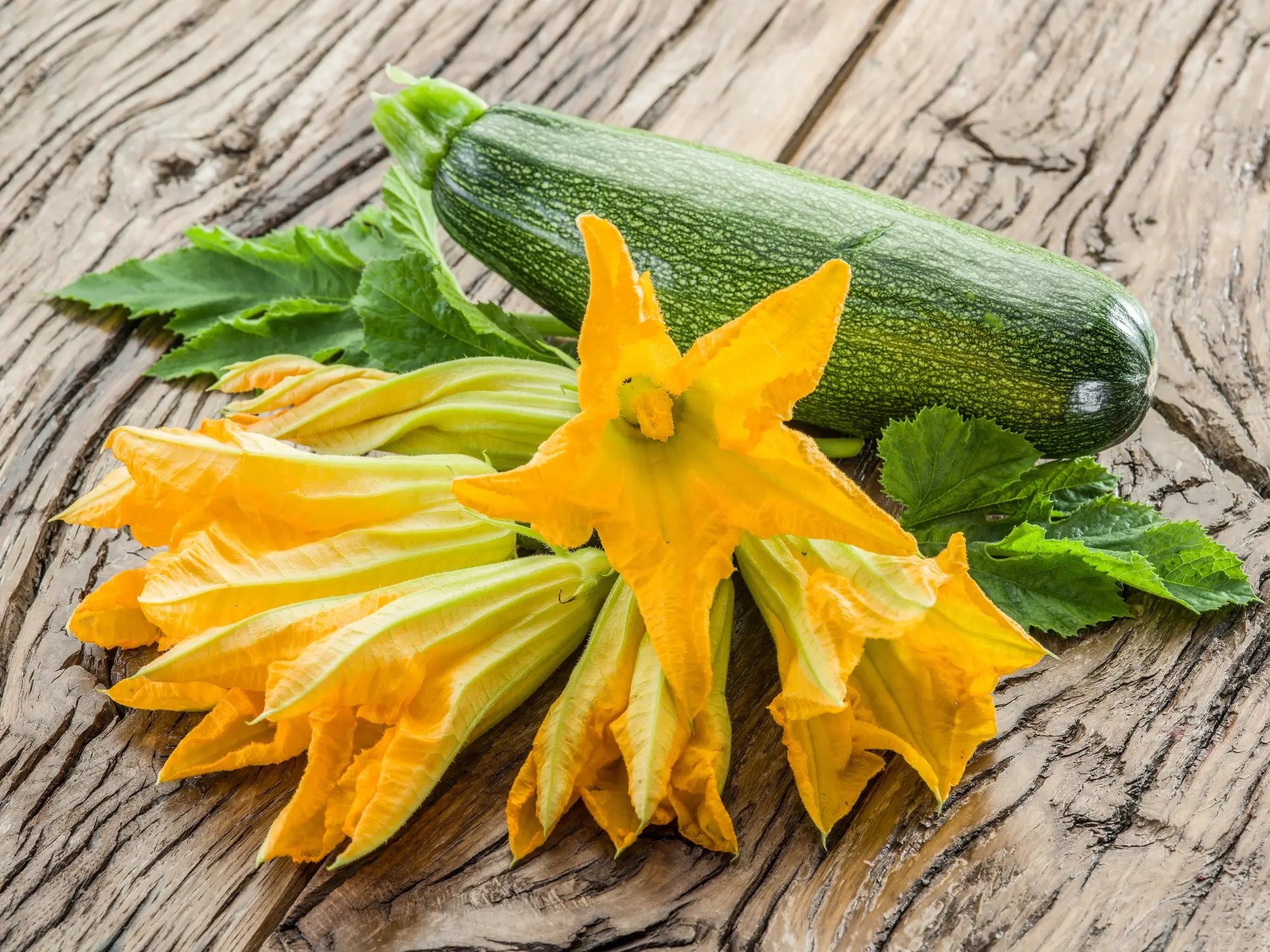 pianta fiore di zucca - Come si piantano i fiori di zucca