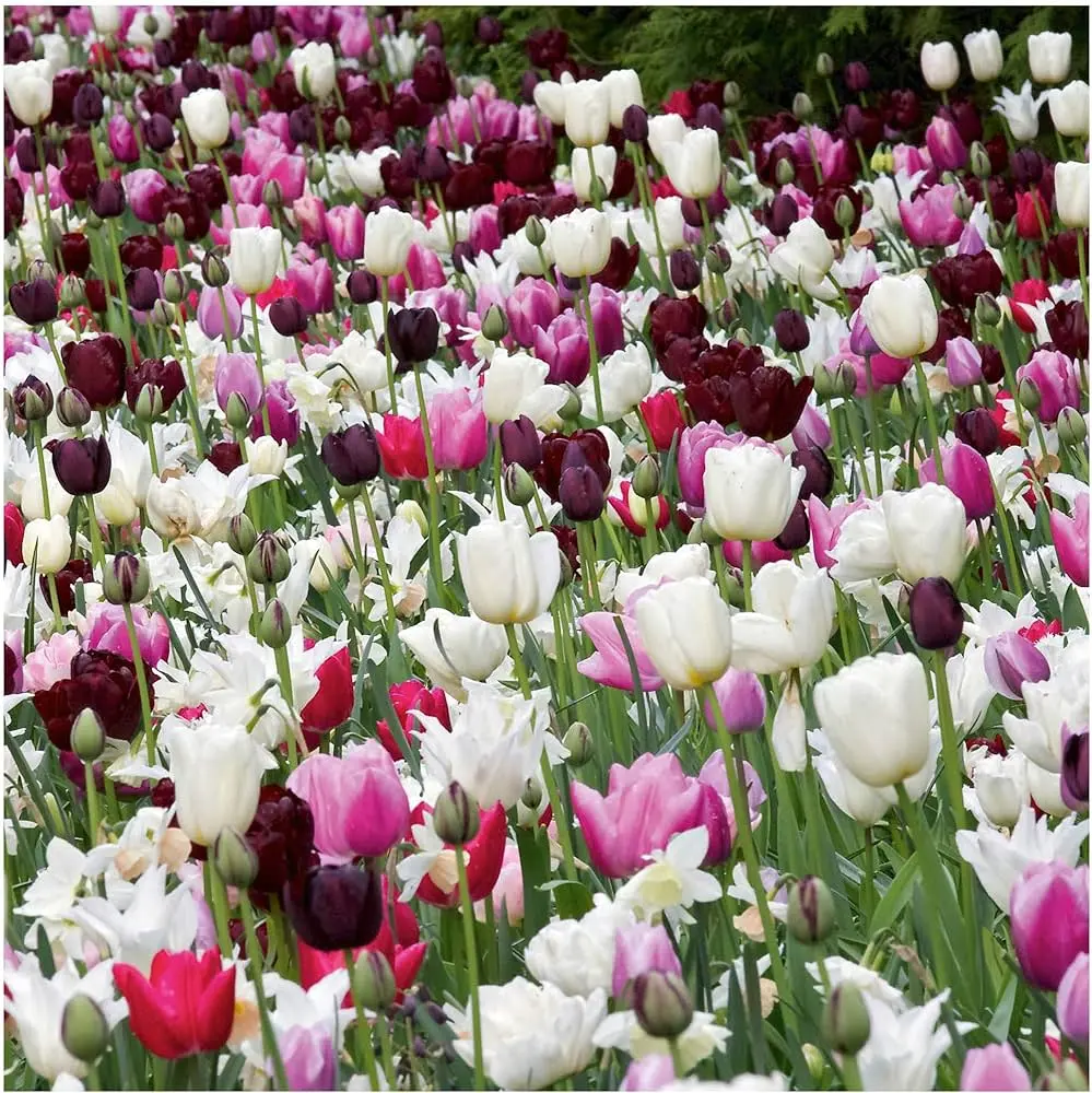 fiore olandese - Come si piantano i tulipani olandesi