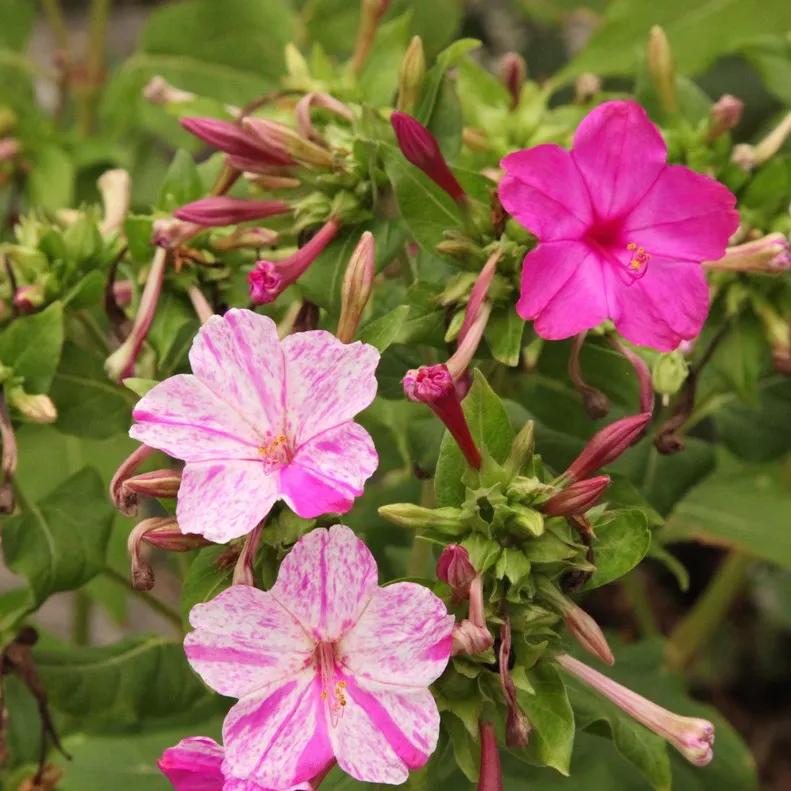 Fiori della notte: coltivazione, potatura e cura