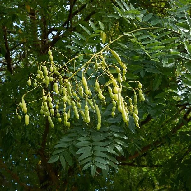 Sophora japonica pendula fiori: tutto quello che devi sapere - Come si pota la Sophora japonica sophora japonica pendula fiori - Come si pota la Sophora japonica