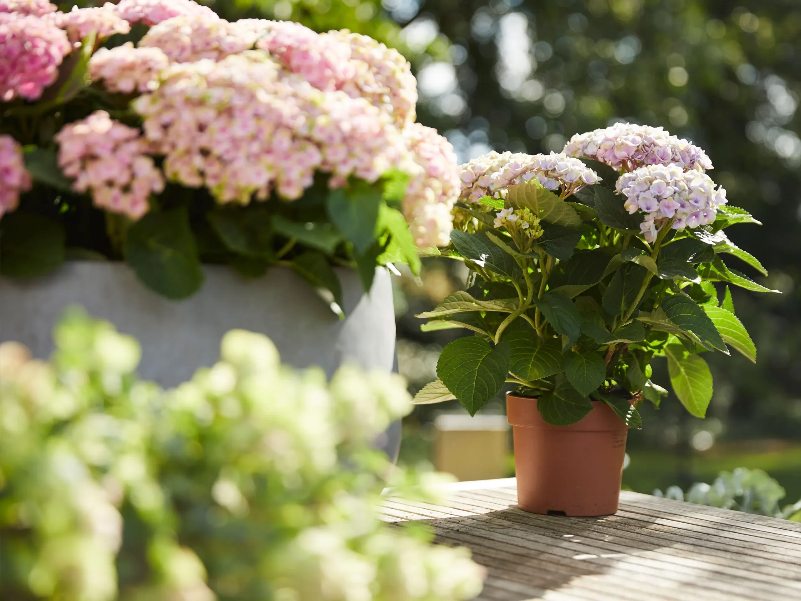 Ortensia Fiori Secchi: Come prendersi cura delle ortensie e dei fiori secchi - Come si potano i fiori secchi delle ortensie ortensia fiori secchi - Come si potano i fiori secchi delle ortensie