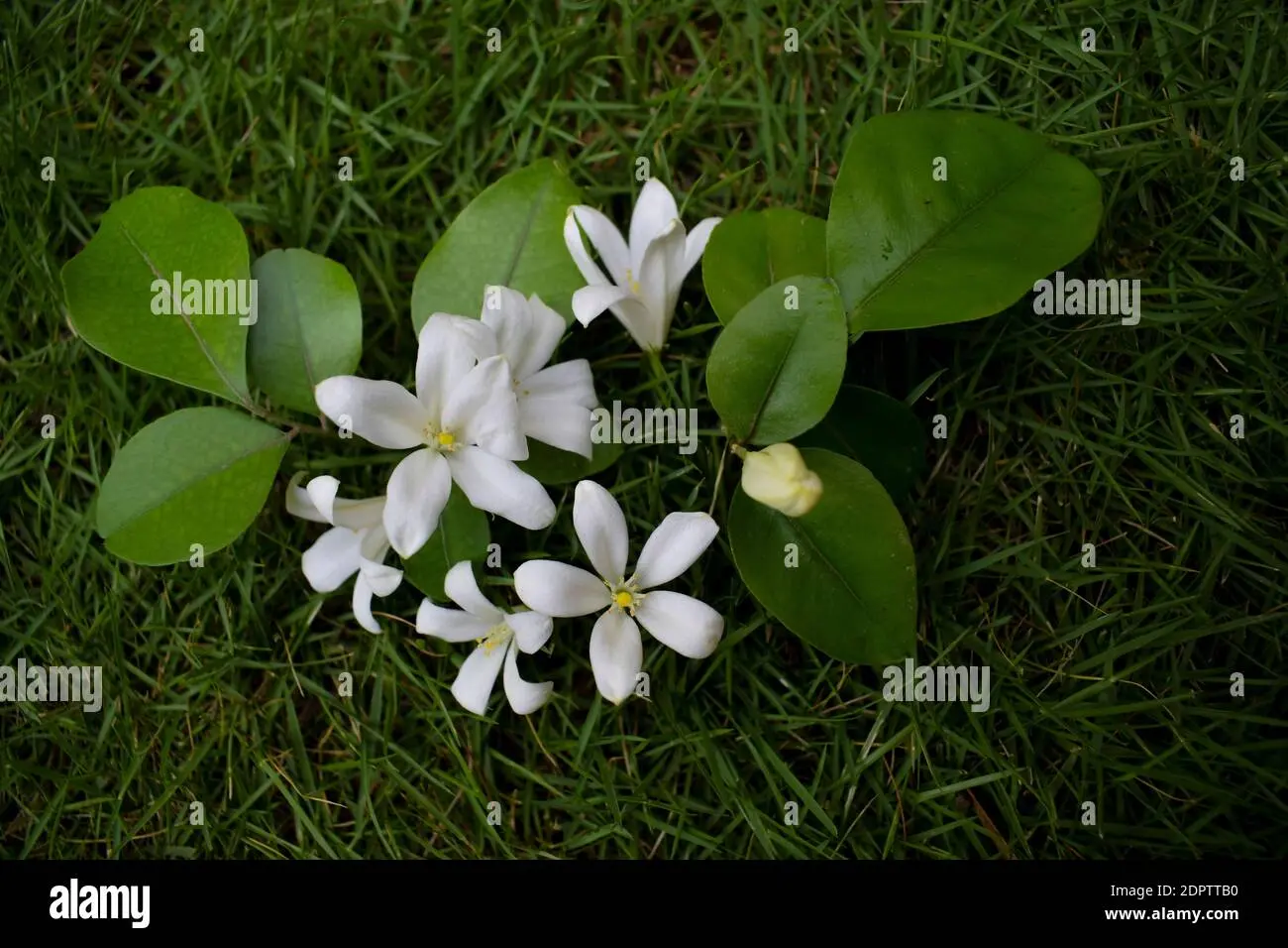 fiori indiani - Come si prendono i fiori himalayani
