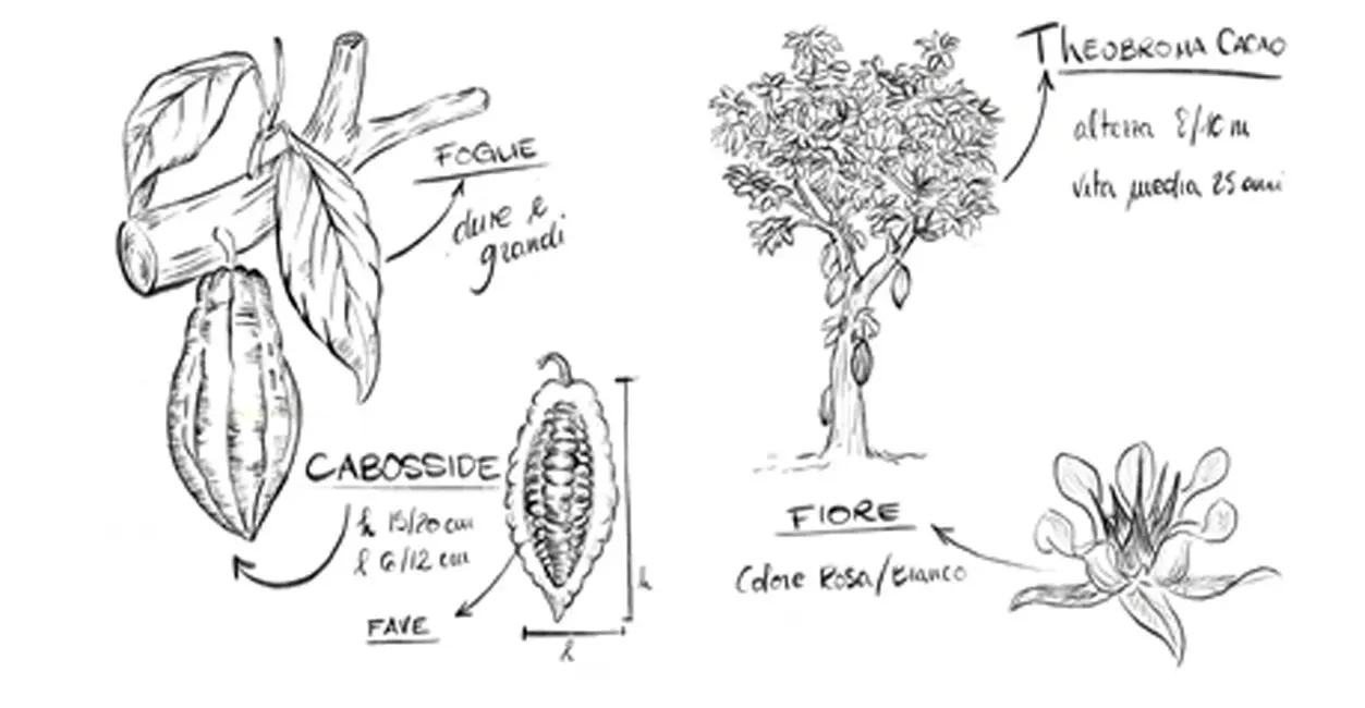 fiore del cacao - Come si presenta la pianta del cacao