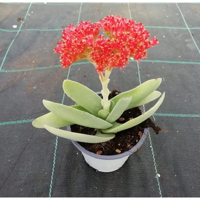crassula falcata fiore - Come si propaga la Crassula