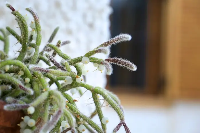 Rhipsalis baccifera fiori: come propagarla e curarla al meglio - Come si propaga la Rhipsalis rhipsalis baccifera fiori - Come si propaga la Rhipsalis