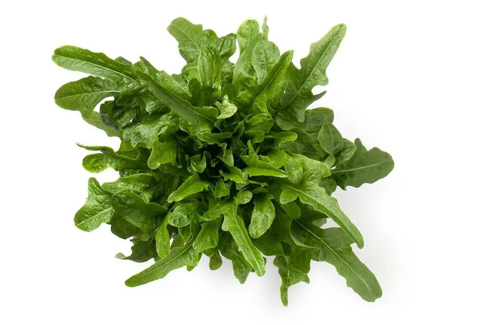 Coltivazione e utilizzi della Barba di Frate - Come si raccoglie la barba di frate barba di frate fiore - Come si raccoglie la barba di frate