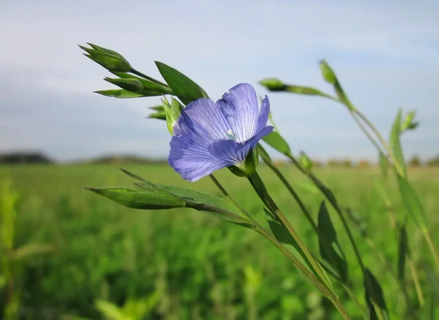 Fiori di Lino Immagini: La bellezza dei fiori di lino catturata in immagini - Come si raccoglie la pianta di lino fiori di lino immagini - Come si raccoglie la pianta di lino