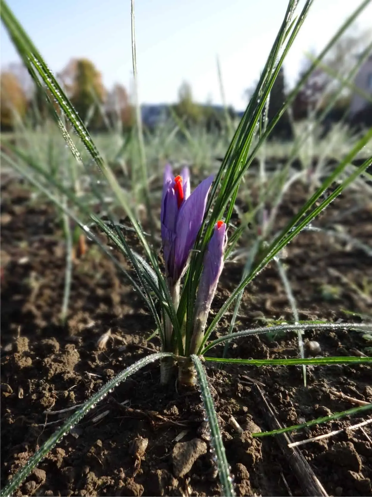 fiori dello zafferano - Come si raccolgono i fiori di zafferano