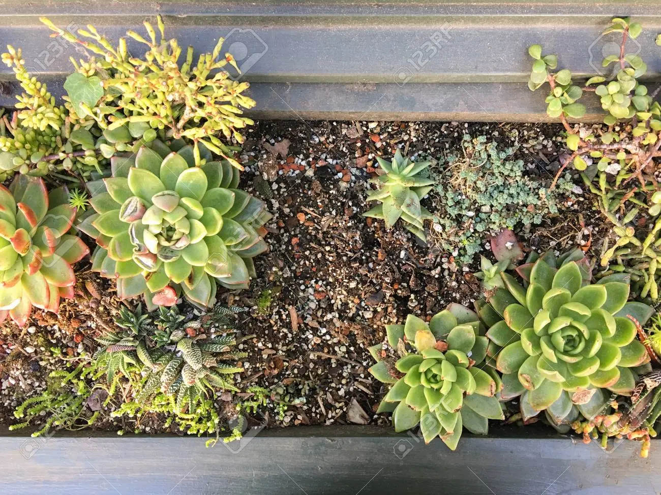 Fioriere con piante grasse: come creare un angolo verde unico - Come si realizza un giardino di piante grasse fioriere con piante grasse - Come si realizza un giardino di piante grasse