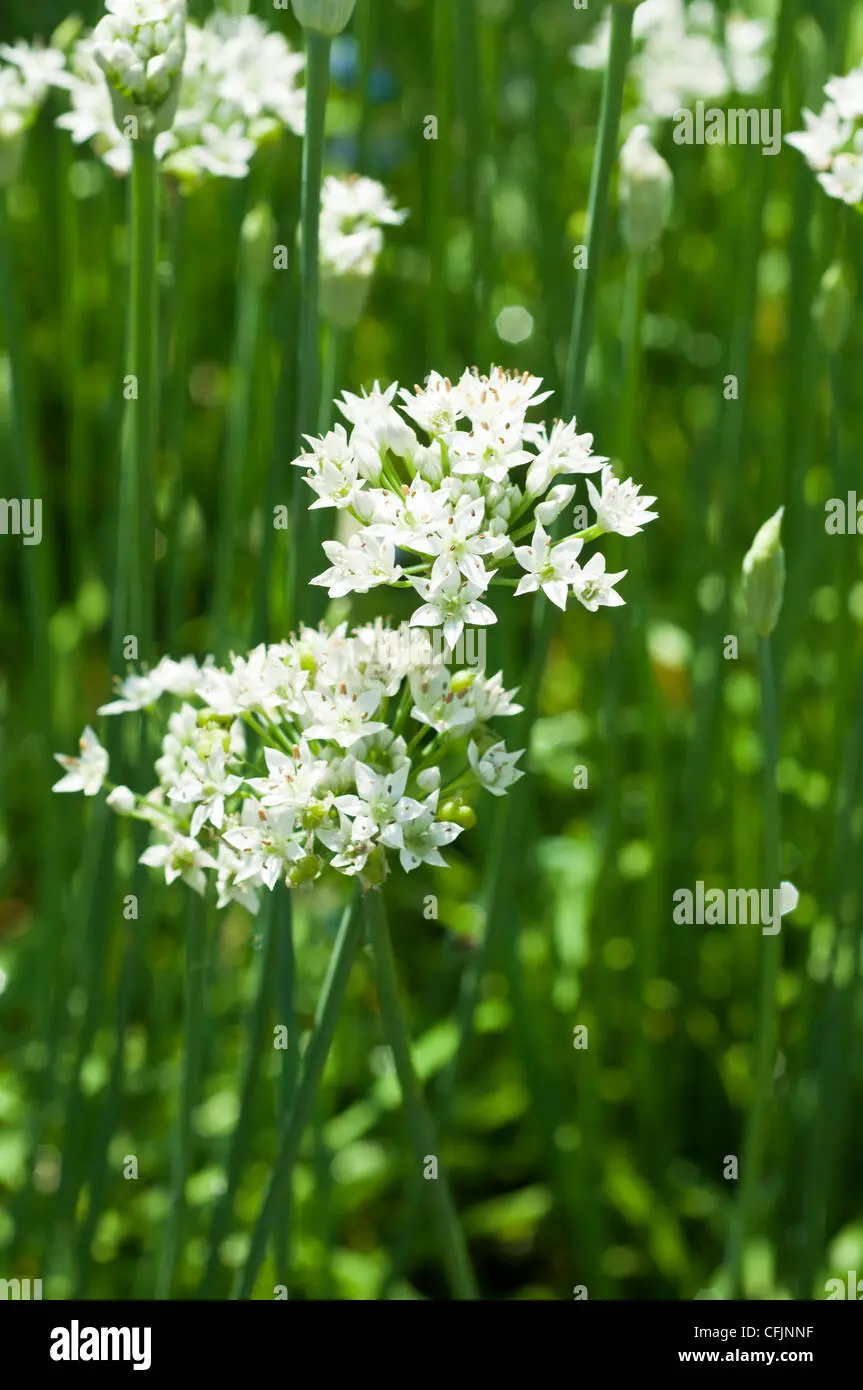erba cipollina fiore - Come si riconosce l'erba cipollina