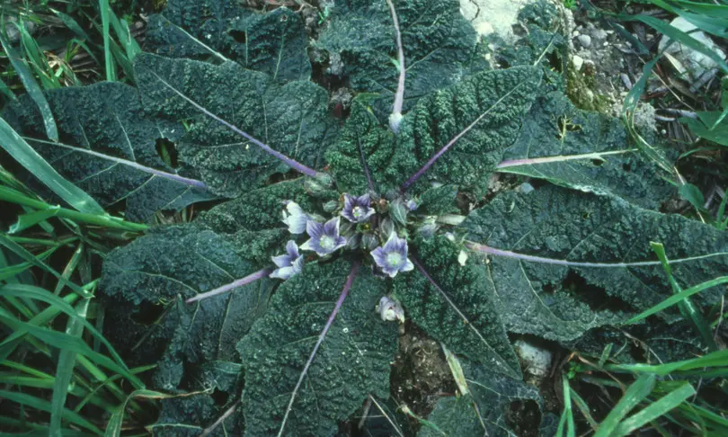mandragora fiore - Come si riconosce la mandragora