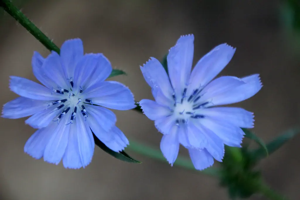 fiore cicoria - Come si riconosce la pianta di cicoria
