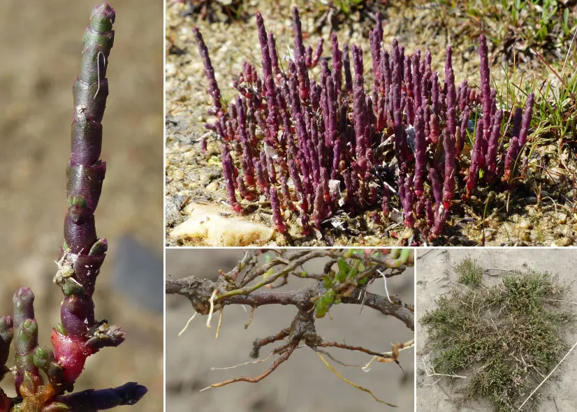 salicornia fiori - Come si riconosce la salicornia