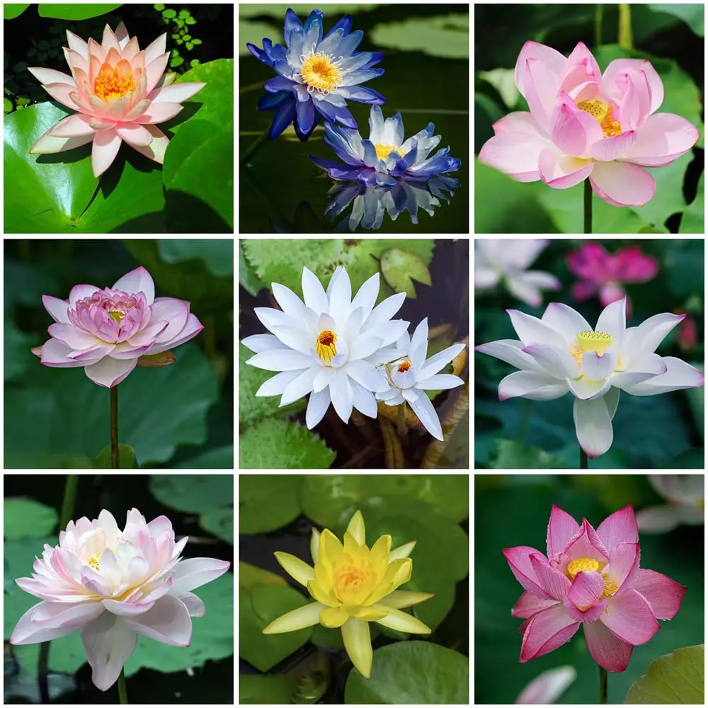 Come far germogliare i semi di fiori di loto - Come si riproduce il fiore di loto semi fiori di loto - Come si riproduce il fiore di loto