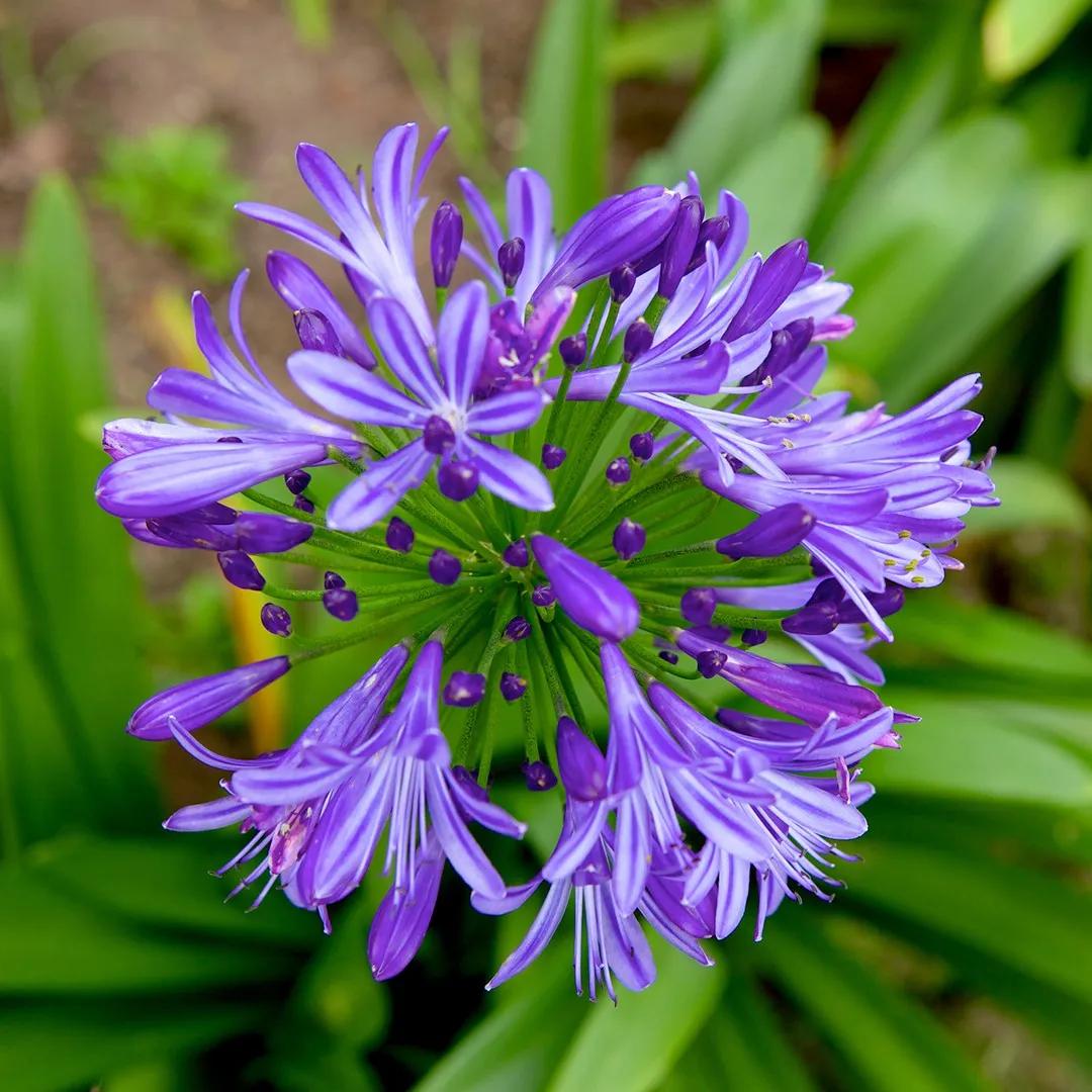 Agapanthus fiore: coltivazione e cura delle piante ornamentali