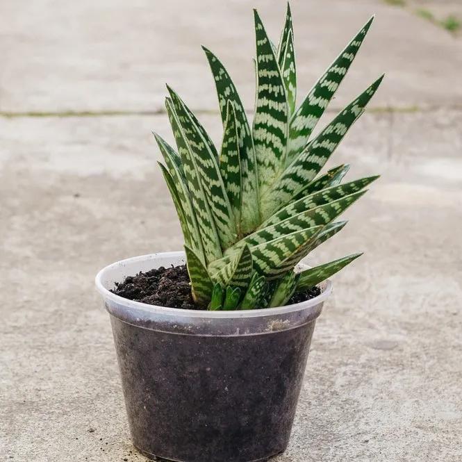 Aloe variegata fiore: tutto quello che devi sapere