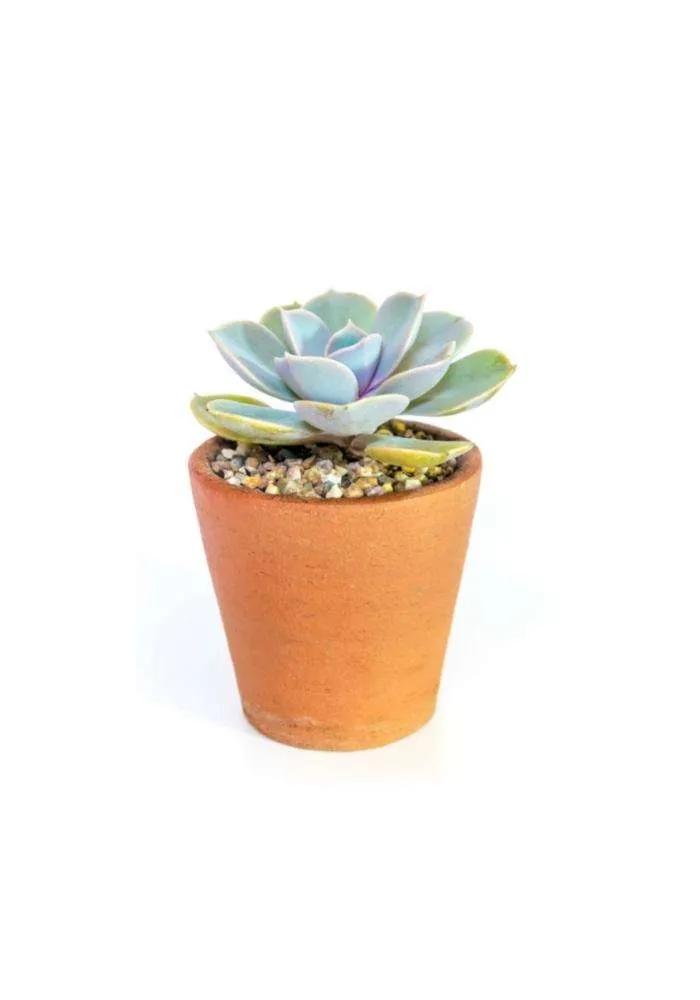 Echeveria Pulvinata Fiori: La pianta grassa con foglie vellutate - Come si riproduce l Echeveria echeveria pulvinata fiori - Come si riproduce l Echeveria
