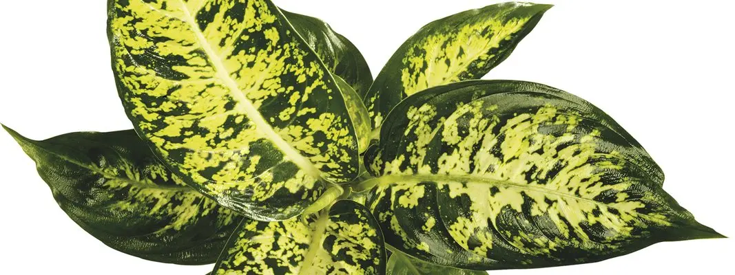 dieffenbachia fiore - Come si riproduce la Dieffenbachia