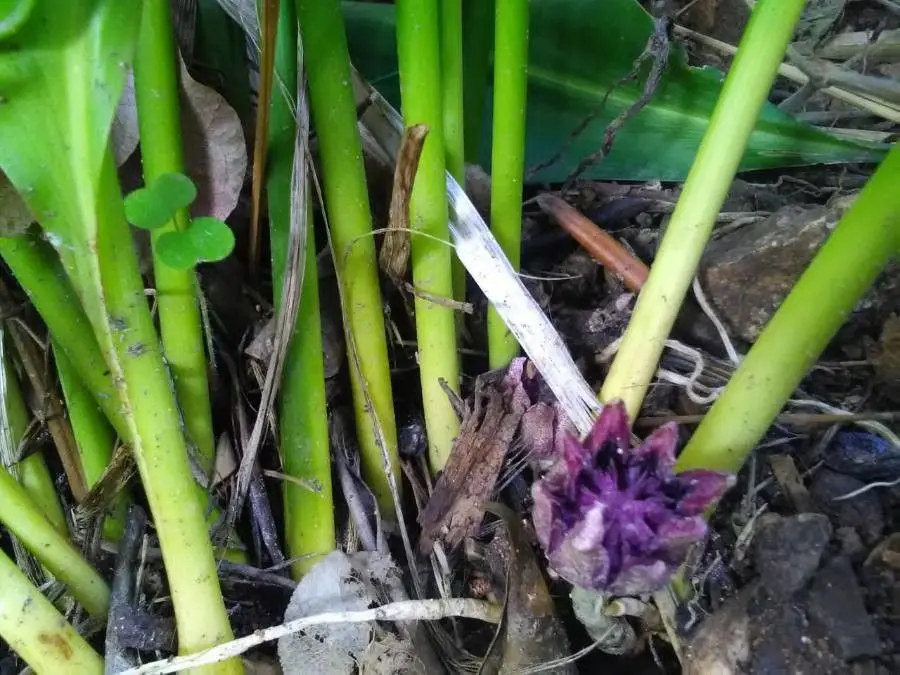 Aspidistra Fiori: una pianta resistente e elegante - Come si riproduce la pianta Aspidistra aspidistra fiori - Come si riproduce la pianta Aspidistra