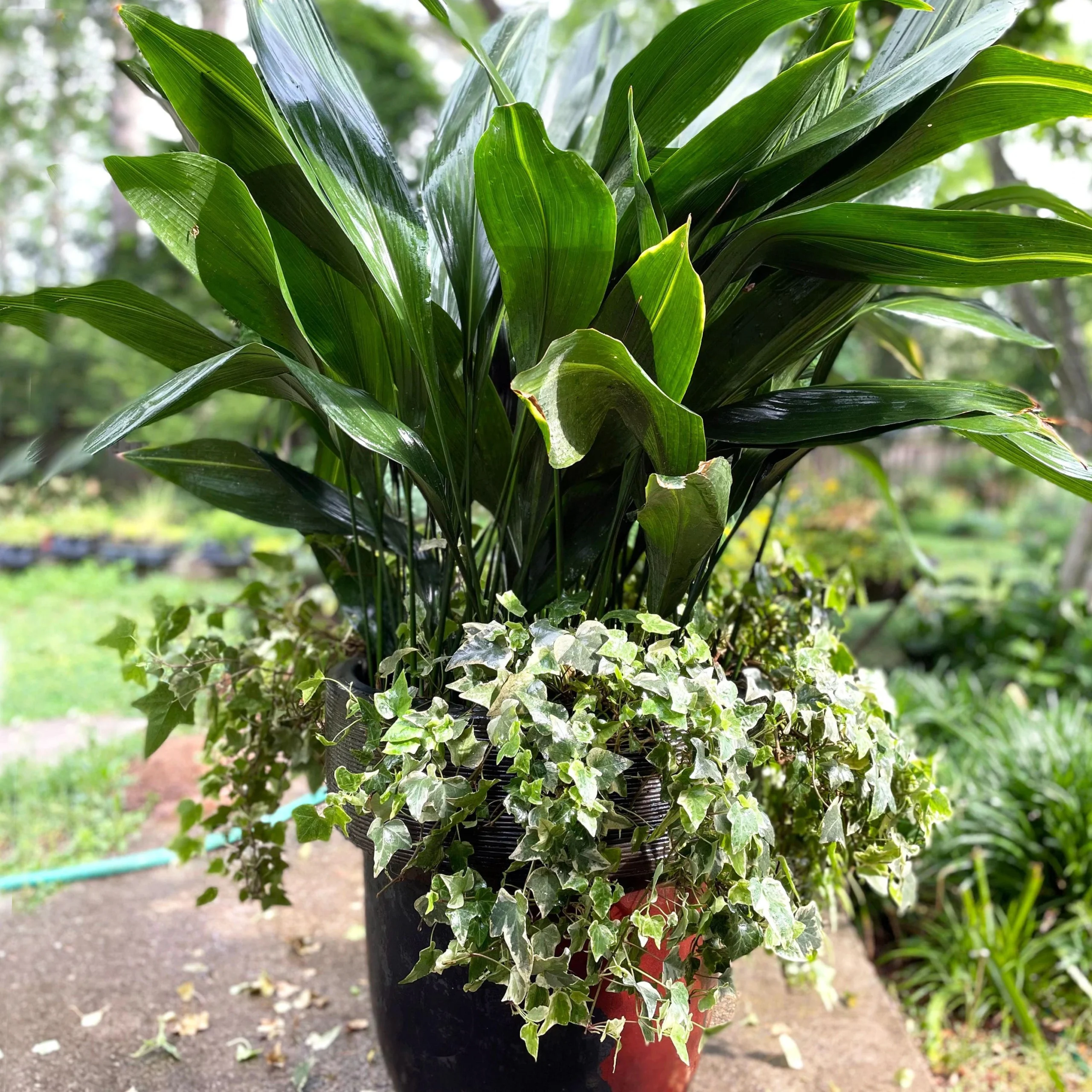 Aspidistra fiori: pianta resistente ed elegante