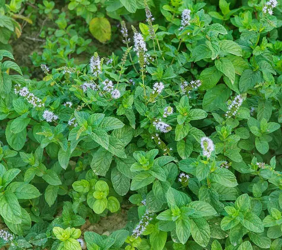 fiori della menta - Come si riproduce la pianta di menta