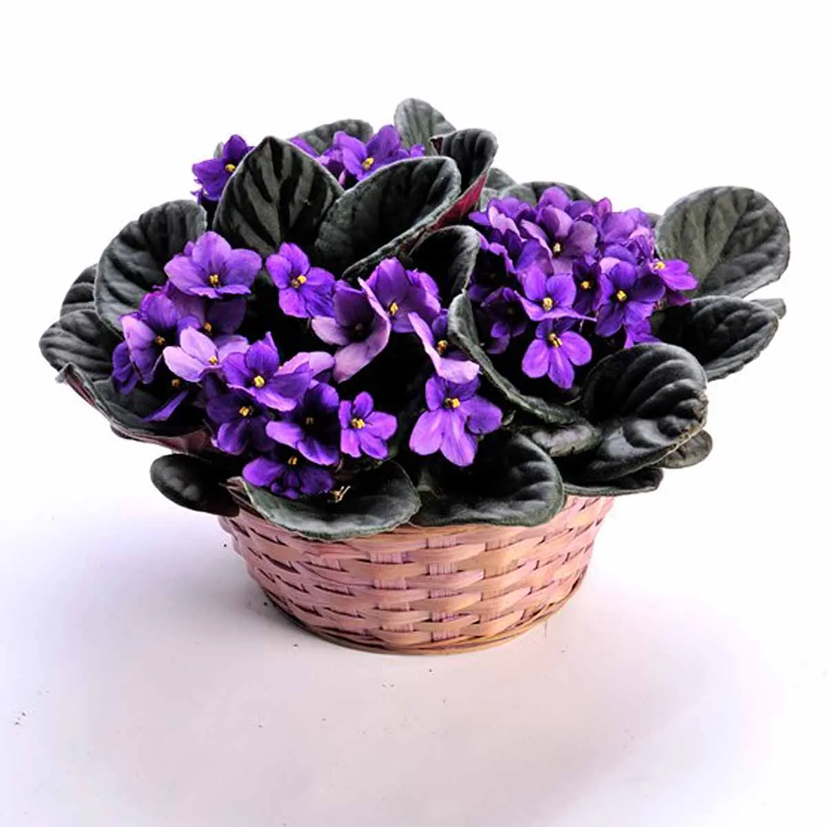 pianta con foglie pelose e fiori viola - Come si riproduce la Setcreasea
