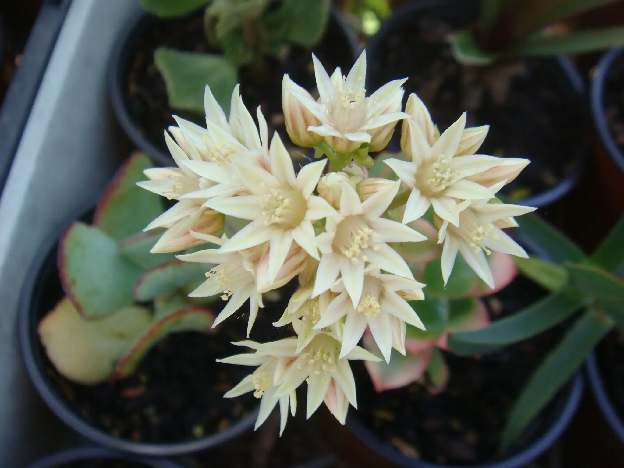 aeonium kiwi fiore - Come si riproduce un Aeonium