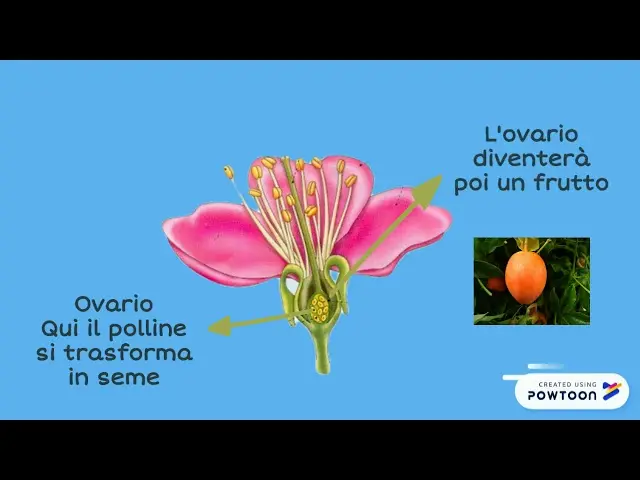 Dal fiore al frutto: la classe seconda delle piante - Come si riproducono le piante classe seconda dal fiore al frutto classe seconda - Come si riproducono le piante classe seconda