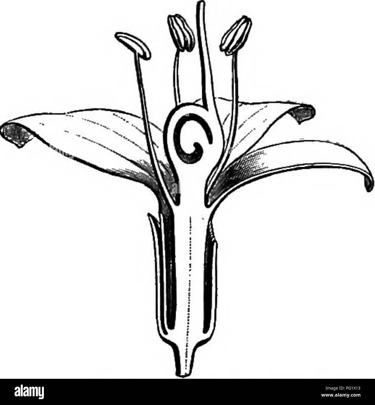 Fiori Ermafroditi: Caratteristiche e Riproduzione - Come si riproducono le piante Dioiche fiori ermafroditi - Come si riproducono le piante Dioiche