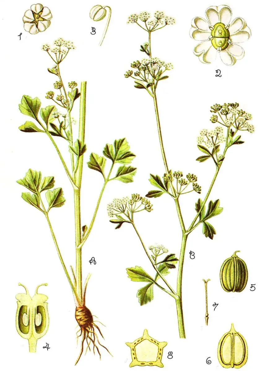 Fiori di sedano: tutto quello che devi sapere - Come si taglia il sedano dalla pianta fiori di sedano - Come si taglia il sedano dalla pianta