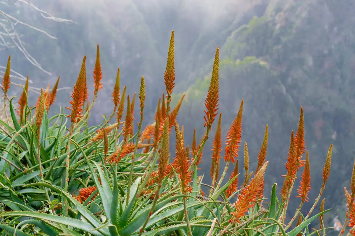 Cosa fare con il fiore dell'aloe: usi e benefici - Come si taglia la pianta di aloe cosa fare con il fiore dell'aloe - Come si taglia la pianta di aloe