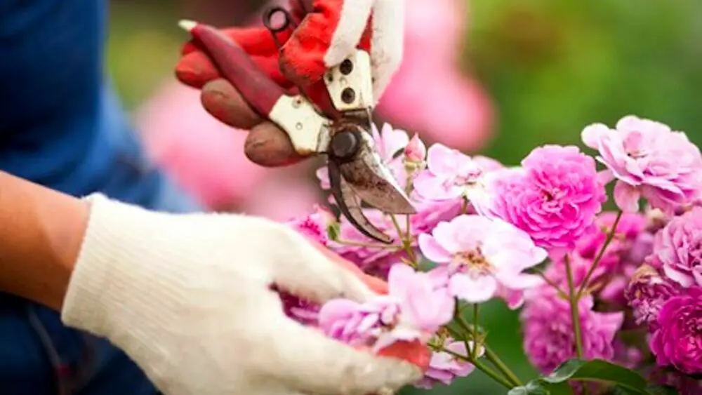 Ortensia Fiori Secchi: Come prendersi cura delle ortensie e dei fiori secchi - Come si tagliano i fiori secchi ortensia fiori secchi - Come si tagliano i fiori secchi