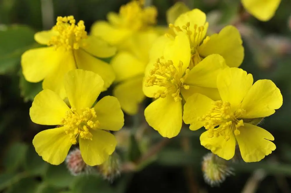 Rock Rose Fiori di Bach: Un Rimedio di Emergenza per la Paura e il Panico - Come si usa Rock Rose rock rose fiori di bach - Come si usa Rock Rose