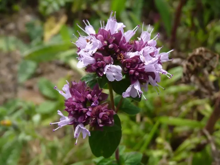 maggiorana fiore - Come si usano i fiori di maggiorana